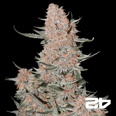 Ztrawberriez Auto