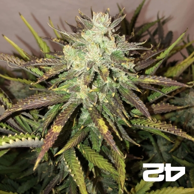 Gorilla Auto sementes feminizadas Fast Buds - GB The Green Brand