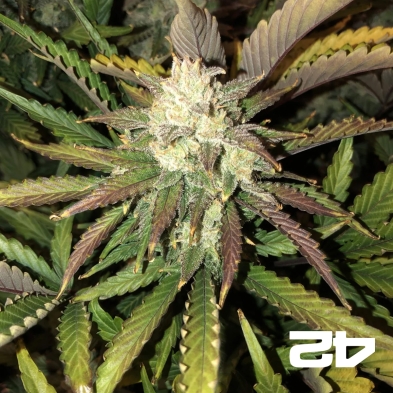 Gorilla Auto sementes feminizadas Fast Buds - GB The Green Brand