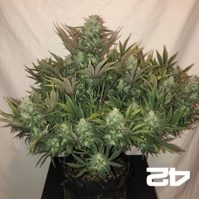 Gorilla Auto sementes feminizadas Fast Buds - GB The Green Brand