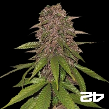 View C4 Feminized Self-flowering Fast Buds - GB The Green Brand