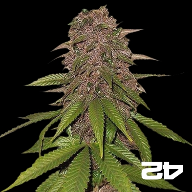 C4 Feminized Self-flowering Fast Buds - GB The Green Brand