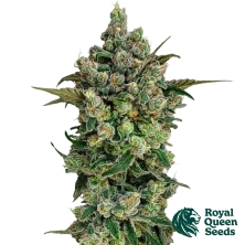 View Dark Matter Cake F1 | Colheitas XXXL - Royal Queen Seeds