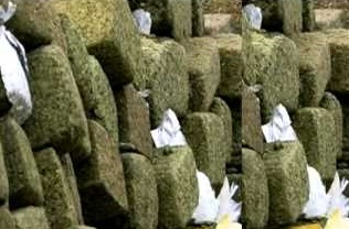 Notícias sobre cannabis Notícias sobre cannabis