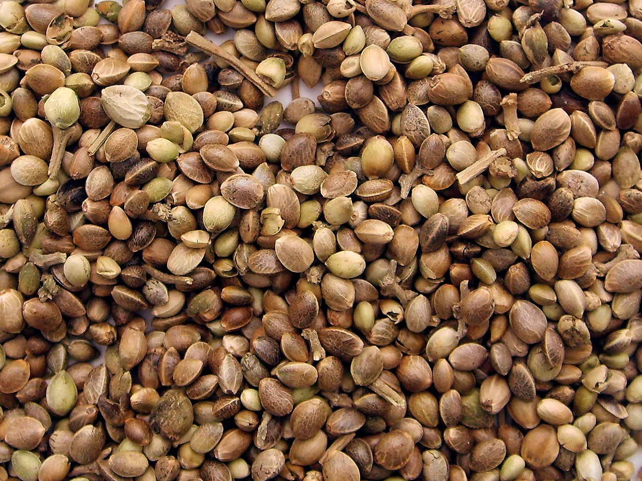 Os 10 erros de cultivo mais comuns