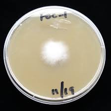 O fungo Fusarium em plantas de canábis O fungo Fusarium em plantas de canábis