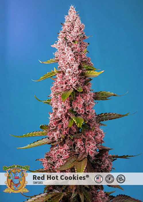 Marijuana roxa Sweet Seeds® Marijuana roxa Sweet Seeds®