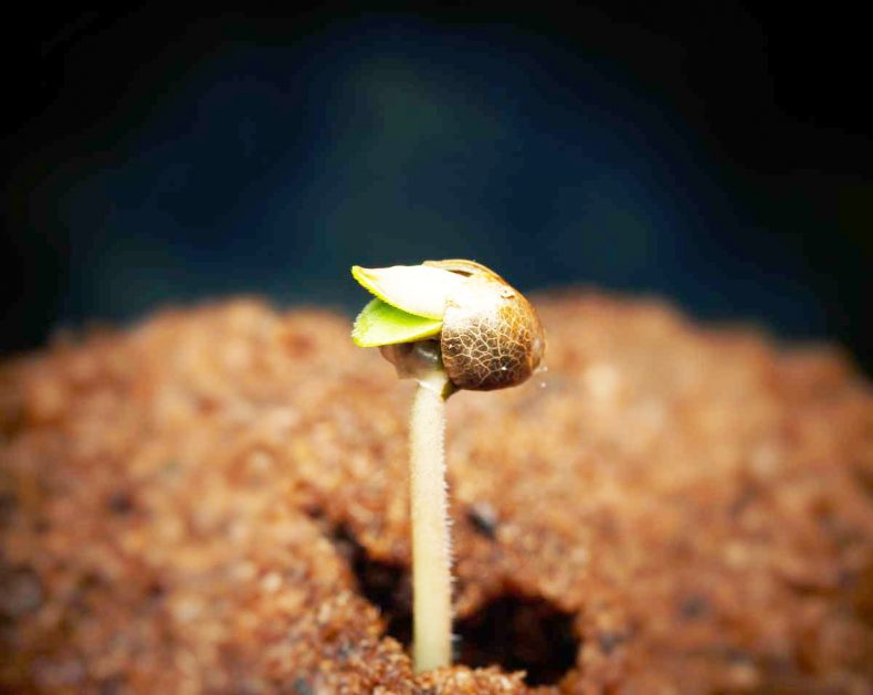 Fungos na erva: o seu aparecimento nas diferentes fases