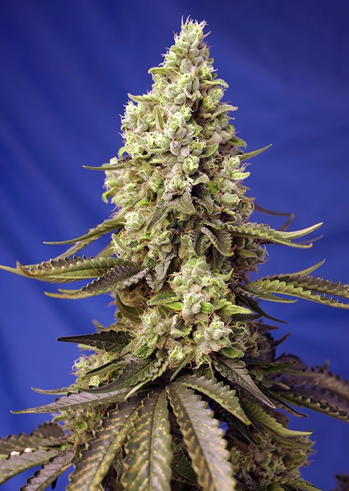 Runtz XL Auto® da Sweet Seeds® | Pura essência californiana
