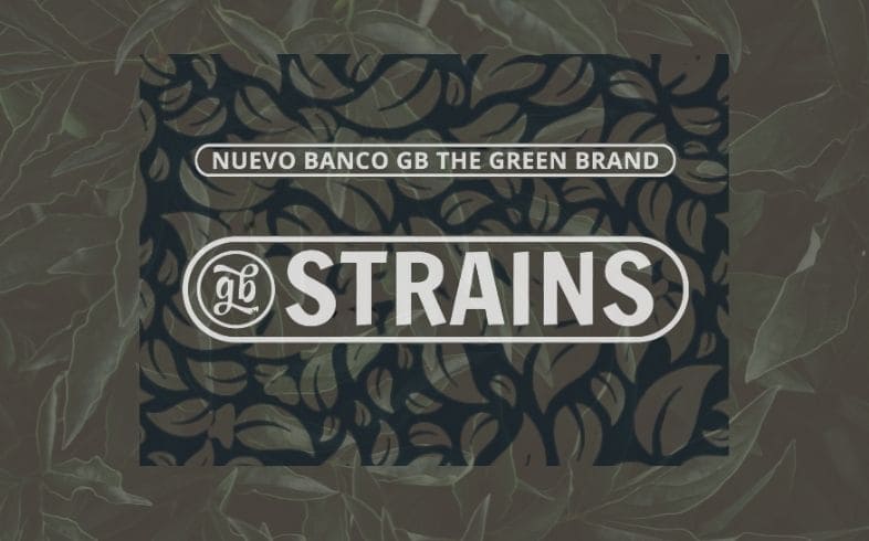 Diferenças entre GB Strains e GB Seeds Diferenças entre GB Strains e GB Seeds