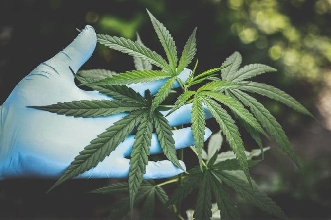 Técnicas e dicas sobre como conservar a marijuana Técnicas e dicas sobre como conservar a marijuana