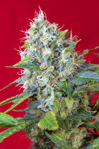 A família Green Poison® da Sweet Seeds® A família Green Poison® da Sweet Seeds®