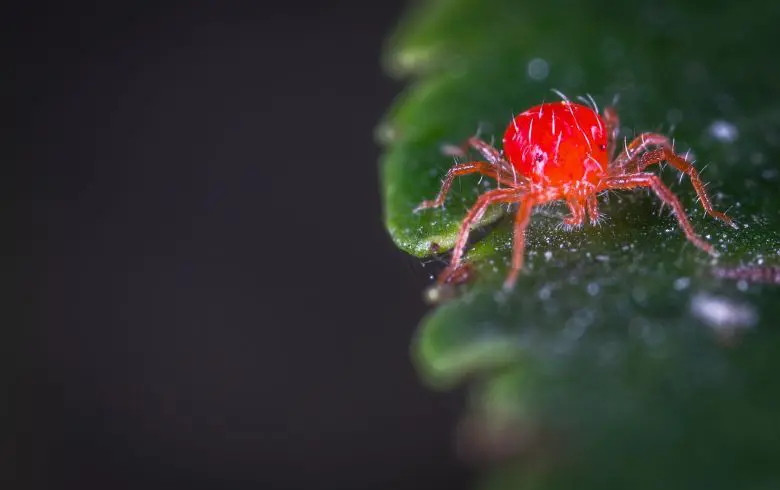 Como eliminar a aranha vermelha no cultivo de marijuana