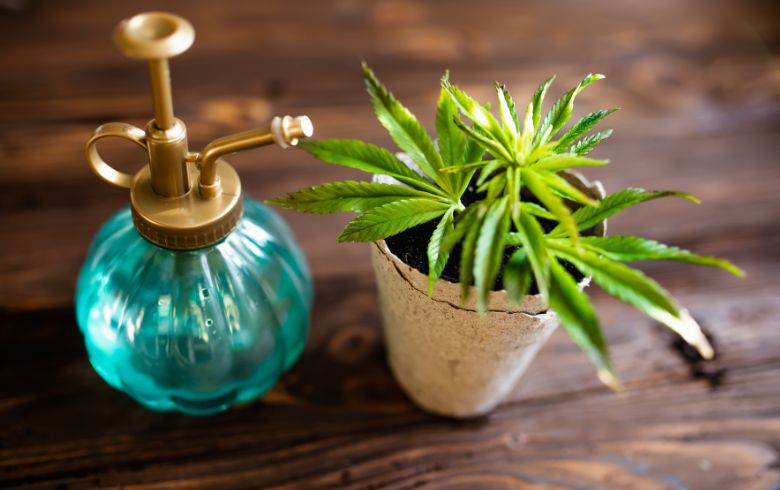 Guias de cultivo