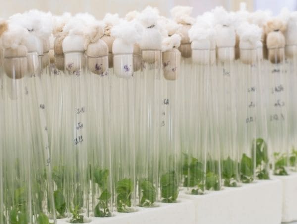 A micropropagação no cultivo de canábis A micropropagação no cultivo de canábis