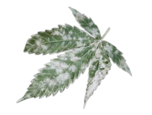 Tipos de doenças nas plantas de canábis Tipos de doenças nas plantas de canábis