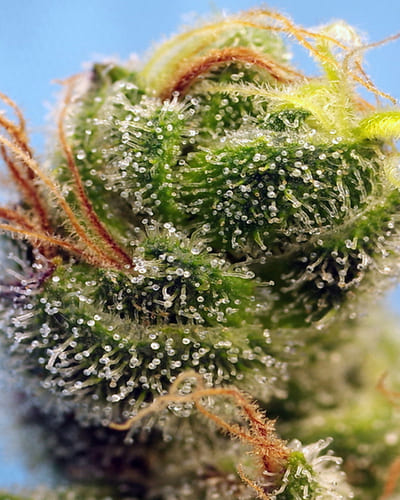 Sweet Cherry Pie® e Purple Punch OG® da Sweet Seeds® | Máxima qualidade e aromas incríveis Sweet Cherry Pie® e Purple Punch OG® da Sweet Seeds® | Máxima qualidade e aromas incríveis