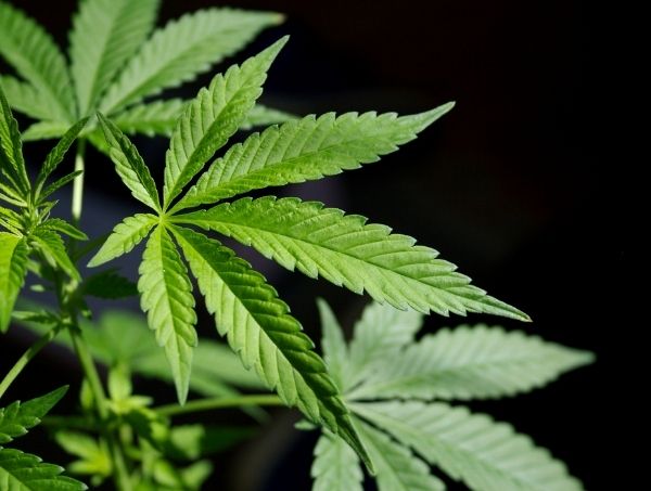 A marijuana tem prazo de validade: mitos e realidades A marijuana tem prazo de validade: mitos e realidades