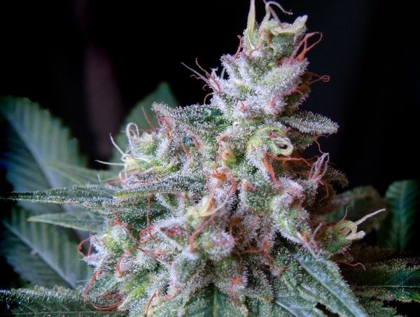 Cream Caramel: guia da variedade da Sweet Seeds® Cream Caramel: guia da variedade da Sweet Seeds®