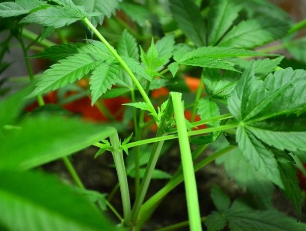 Super cropping: técnica de cultivo de alto rendimento