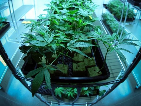 LST (low stress training): técnica de cultivo de canábis