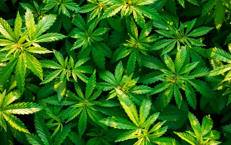 Guias de cultivo