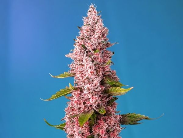 Red Hot Cookies®, uma variedade que veio para ficar na Sweet Seeds® Red Hot Cookies®, uma variedade que veio para ficar na Sweet Seeds®