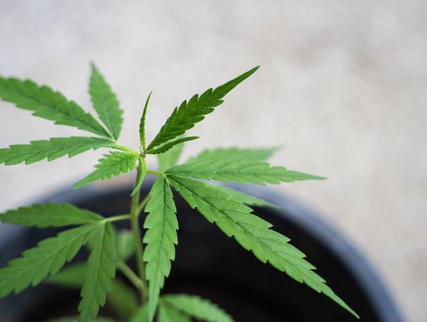Guias de cultivo Guias de cultivo