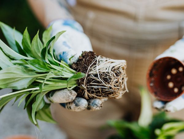 Como transplantar uma planta de canábis