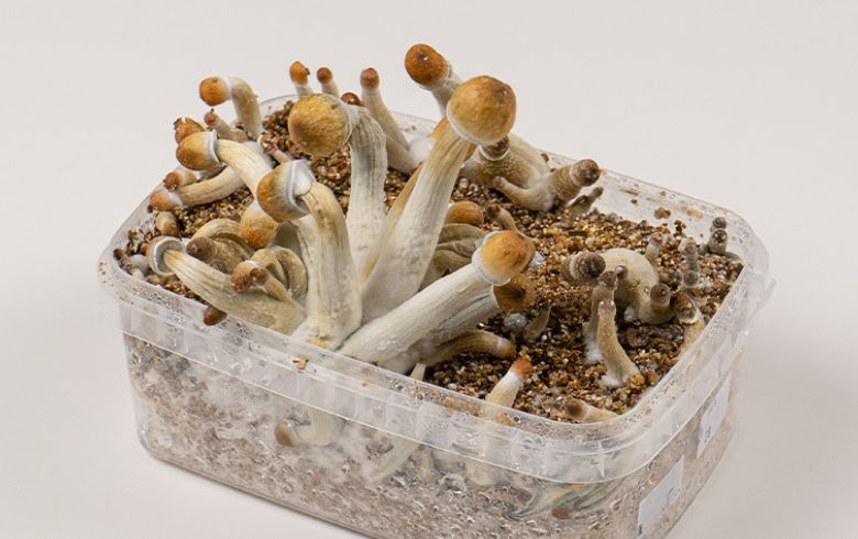 Efeitos dos cogumelos mágicos