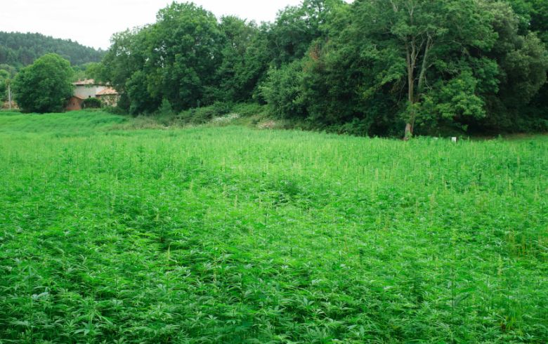 Quando começa a floração da marijuana no exterior?