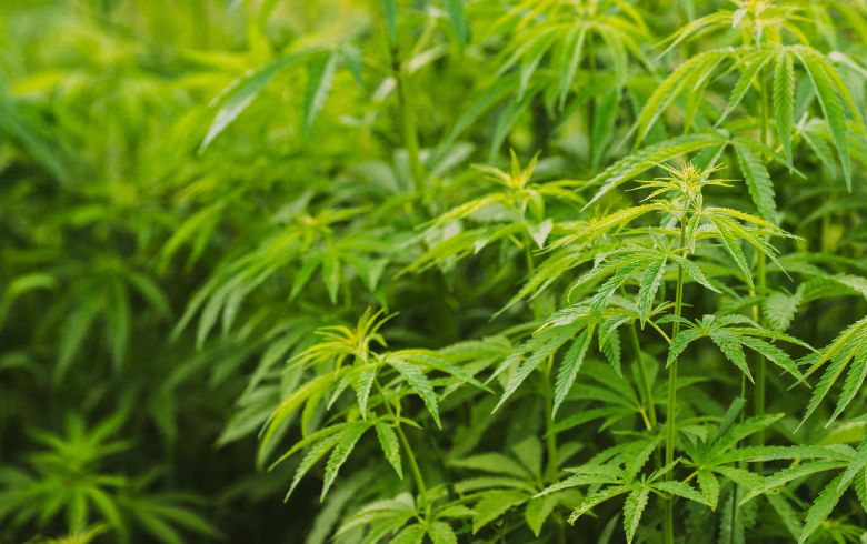 Guias de cultivo