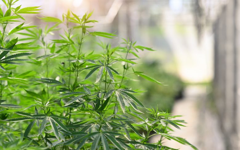 Notícias sobre cannabis Notícias sobre cannabis