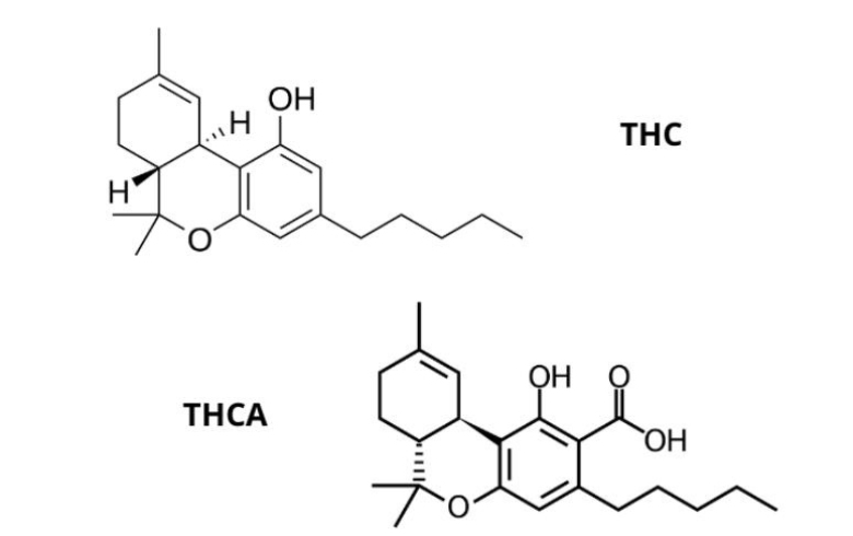 Cannabis medicinal Cannabis medicinal