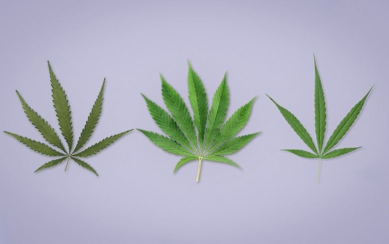 Tipos de marijuana