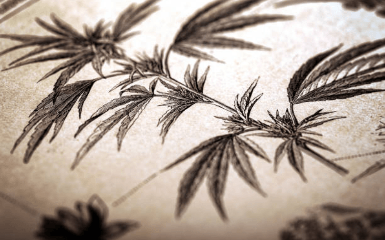 A história do uso da cannabis para fins medicinais A história do uso da cannabis para fins medicinais