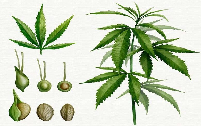 Planta Cannabis: conhecer a planta por dentro Planta Cannabis: conhecer a planta por dentro