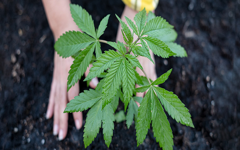 Como plantar cannabis? Dicas e truques para uma colheita eficaz.