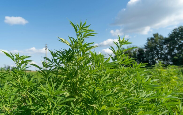 Notícias sobre cannabis