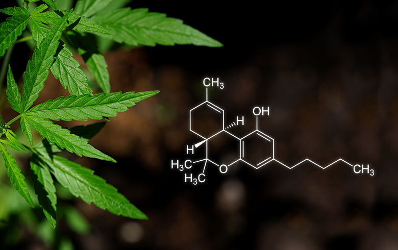Cannabis medicinal Cannabis medicinal