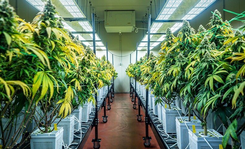 Guias de cultivo