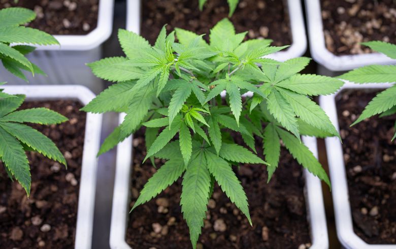Guias de cultivo