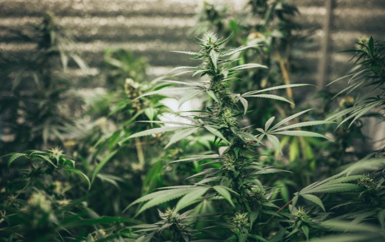 Guias de cultivo
