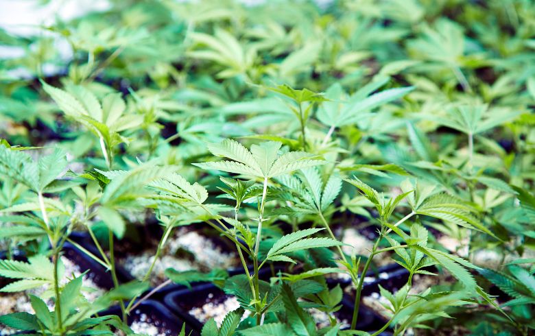Guias de cultivo
