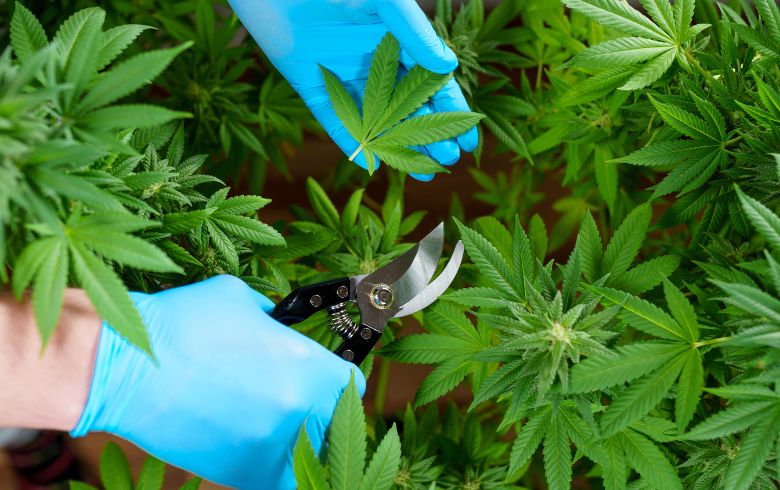 Guias de cultivo