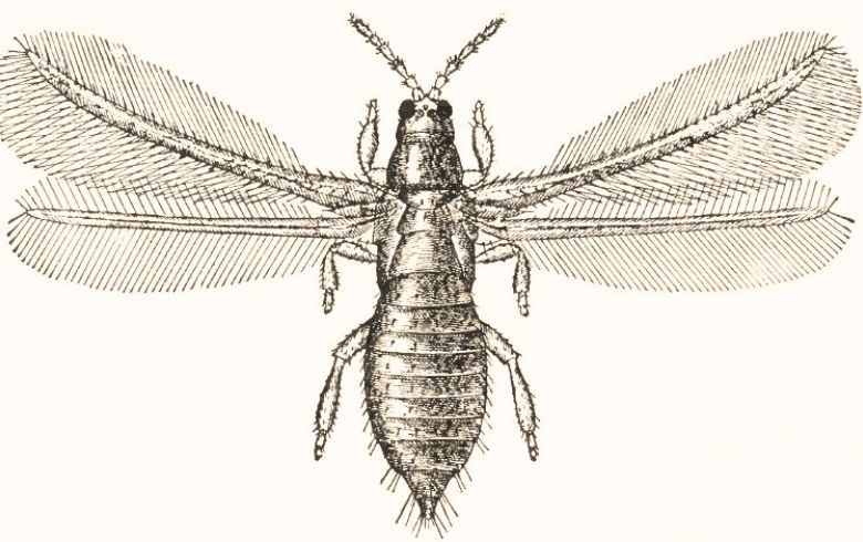 Guias de cultivo