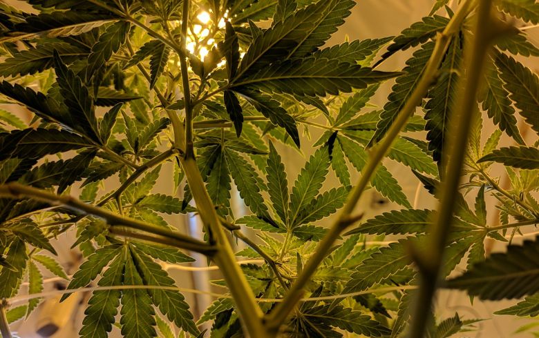 Guias de cultivo