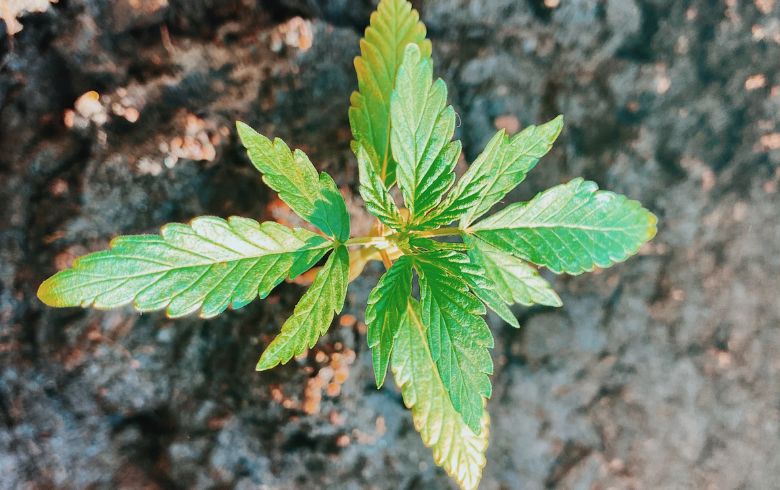 Guias de cultivo
