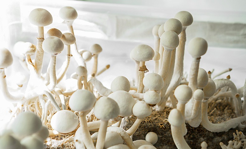 Guias de cultivo Guias de cultivo