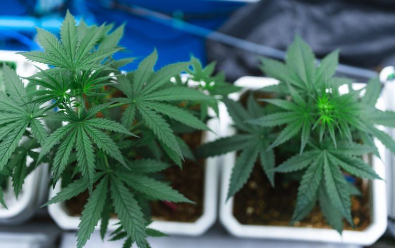 Guias de cultivo